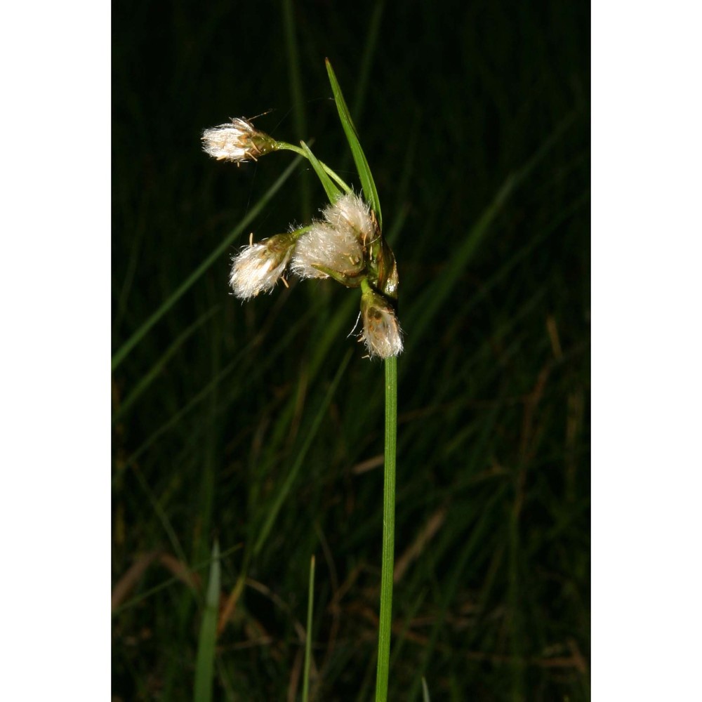 eriophorum latifolium hoppe