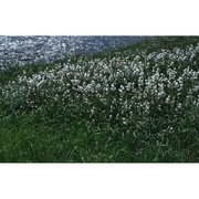 eriophorum latifolium hoppe