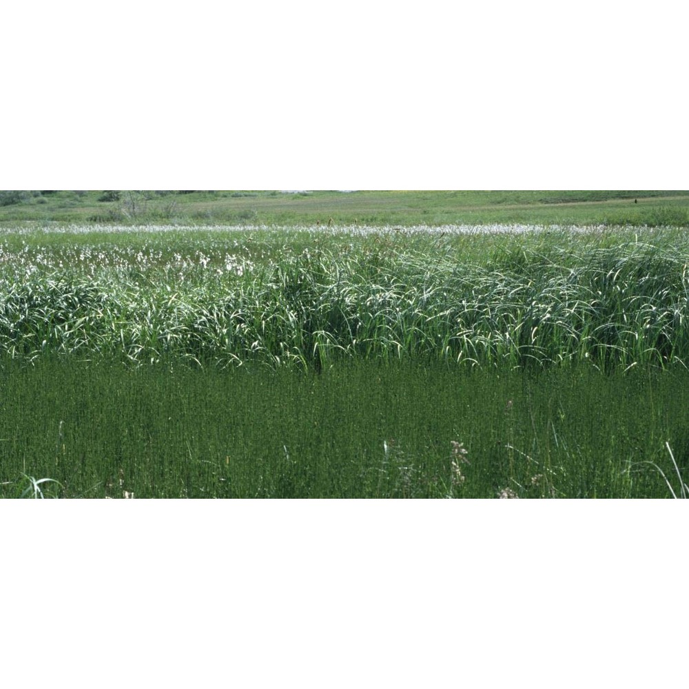 eriophorum latifolium hoppe