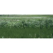 eriophorum latifolium hoppe