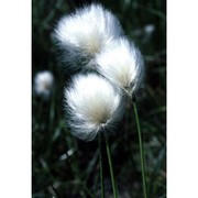 eriophorum scheuchzeri hoppe