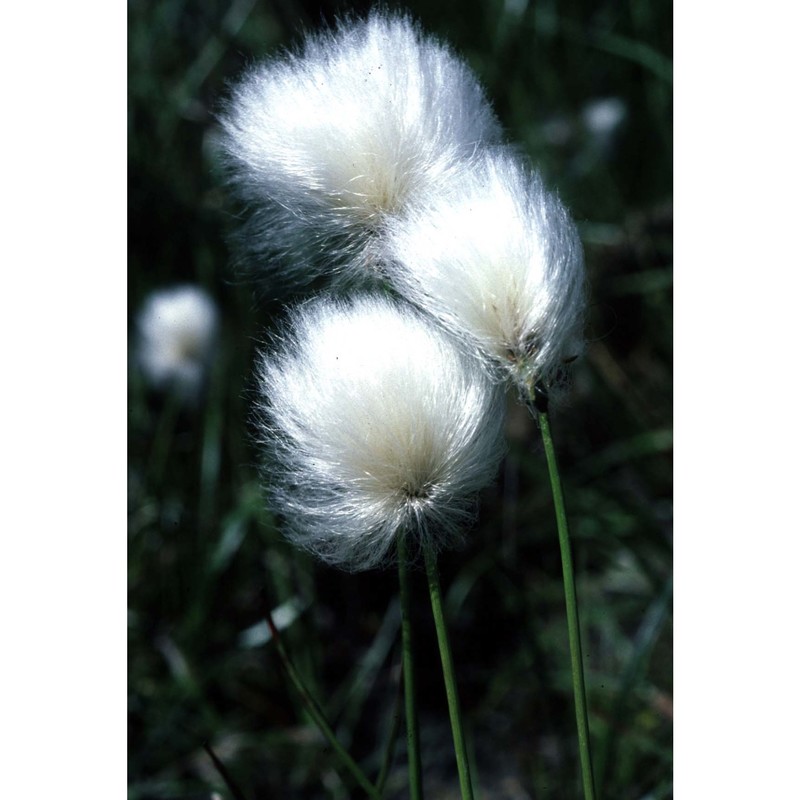 eriophorum scheuchzeri hoppe