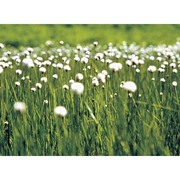 eriophorum scheuchzeri hoppe