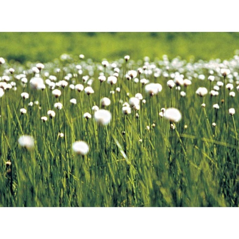 eriophorum scheuchzeri hoppe