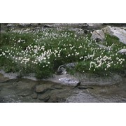eriophorum scheuchzeri hoppe