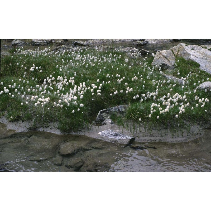 eriophorum scheuchzeri hoppe