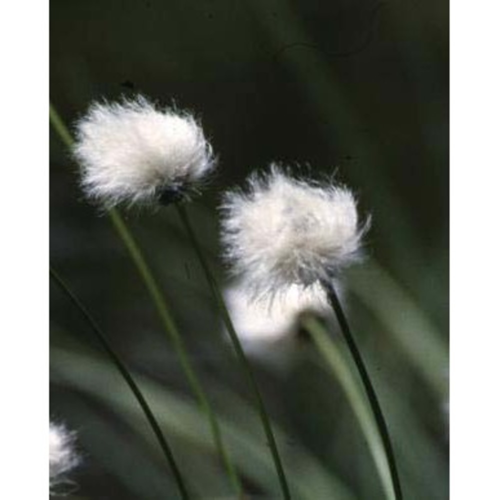eriophorum vaginatum l.