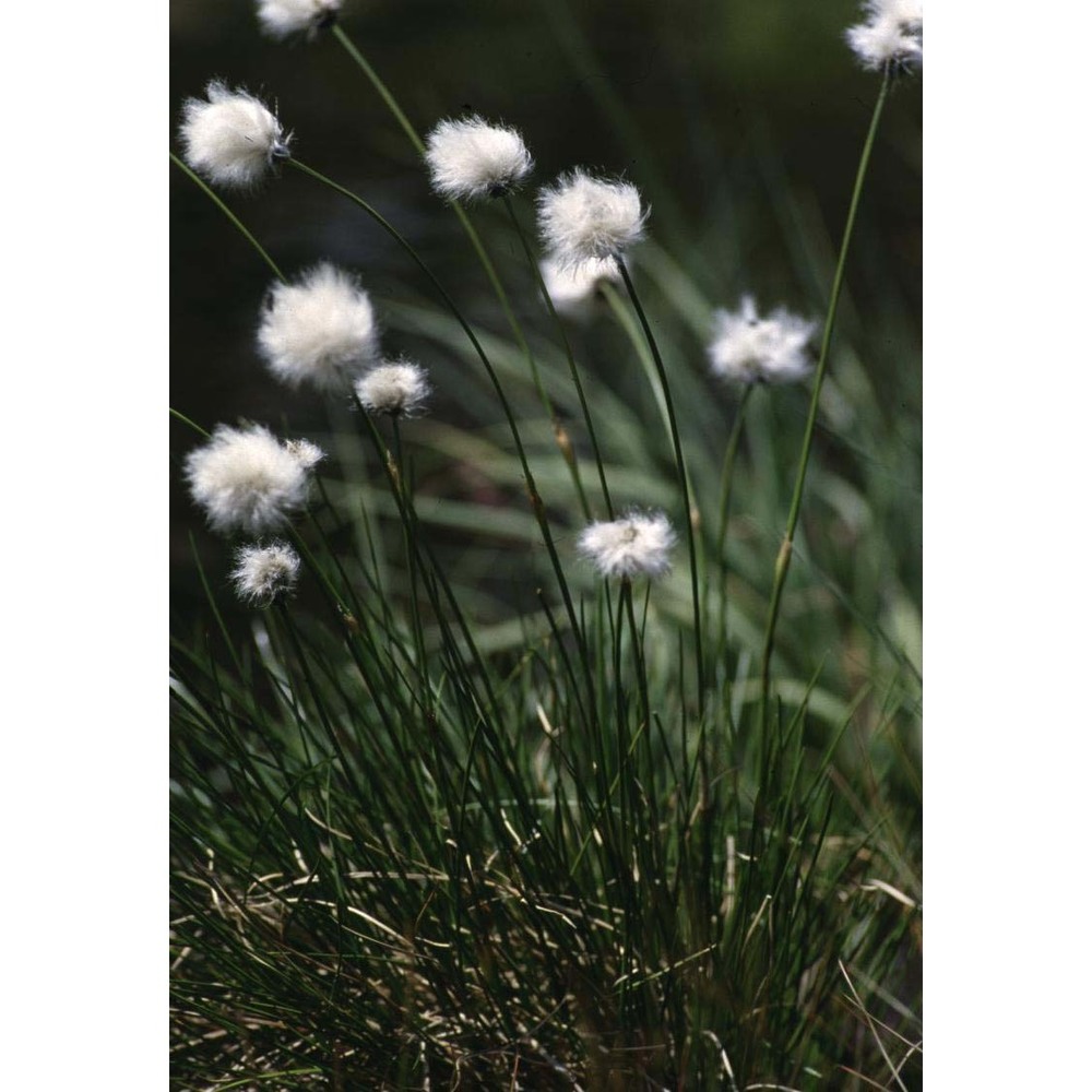 eriophorum vaginatum l.