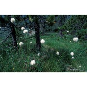 eriophorum vaginatum l.