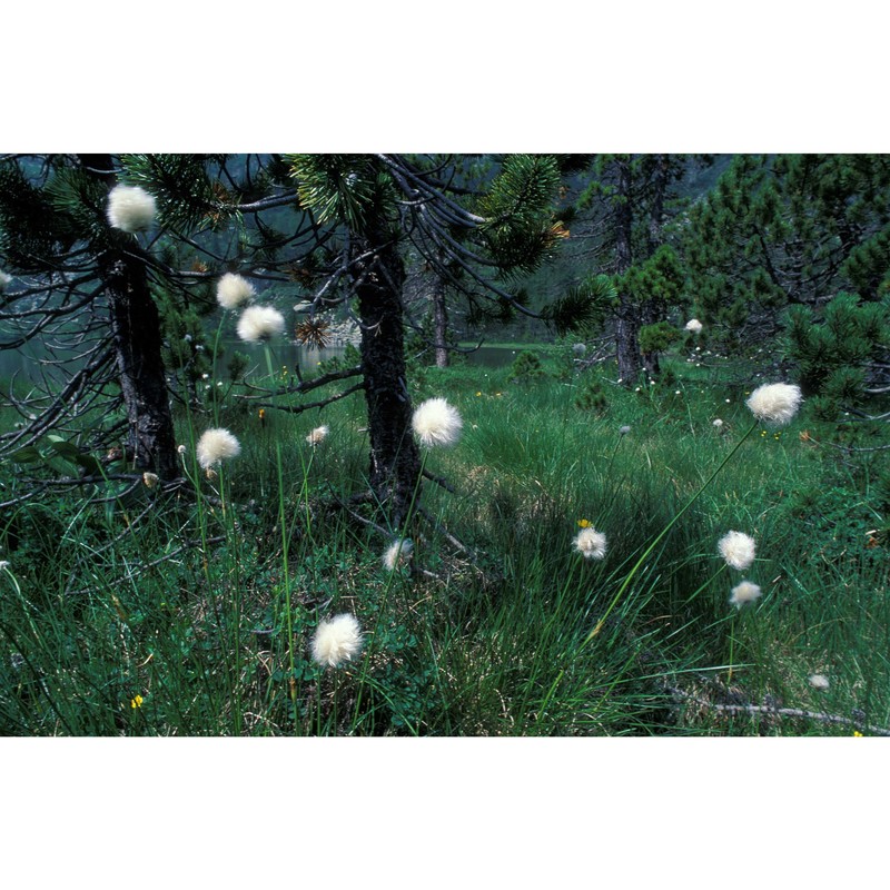 eriophorum vaginatum l.