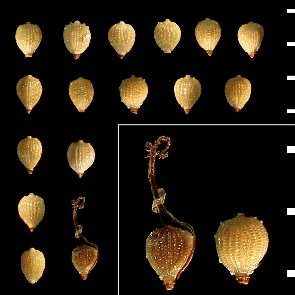 fimbristylis annua (all.) roem. et schult.