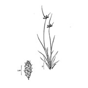 fimbristylis annua (all.) roem. et schult.