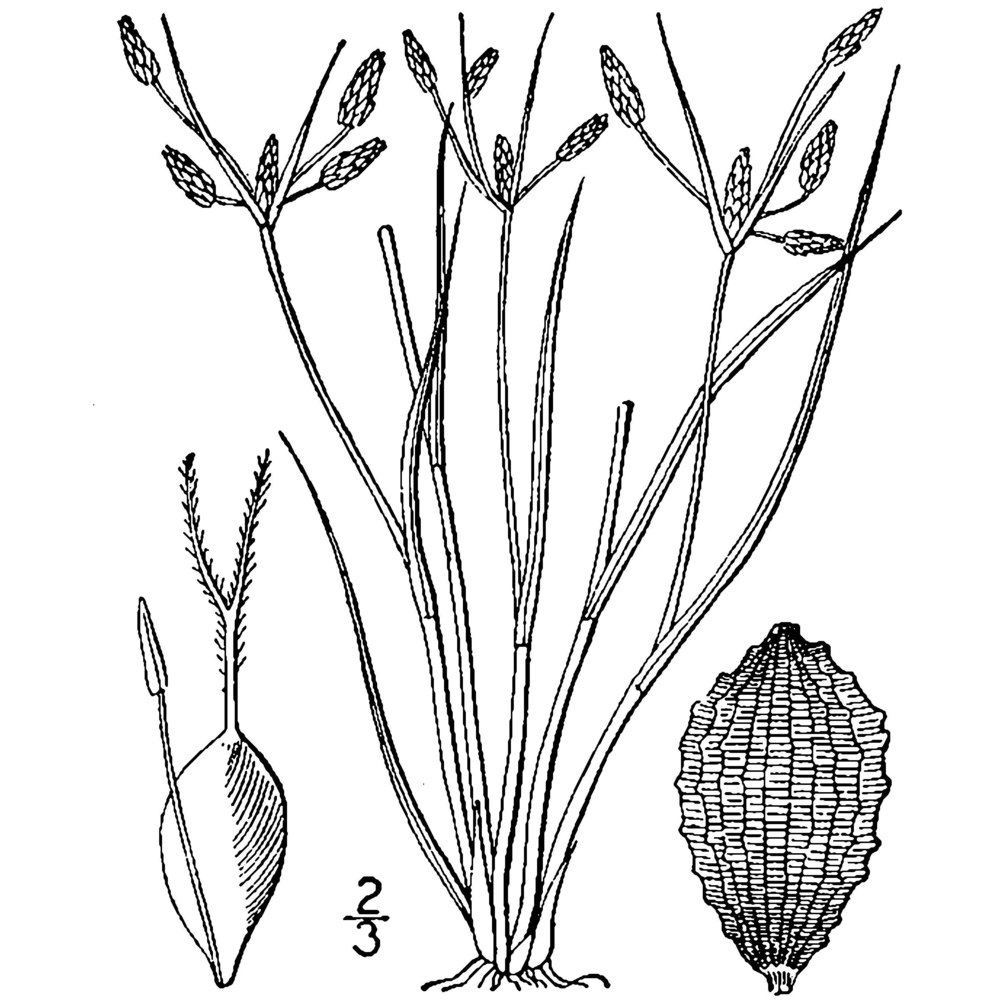 fimbristylis annua (all.) roem. et schult.