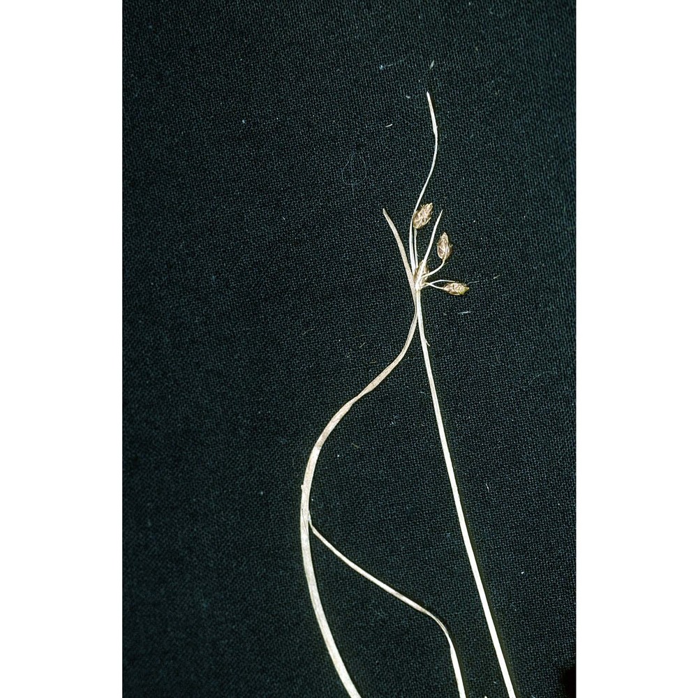 fimbristylis annua (all.) roem. et schult.