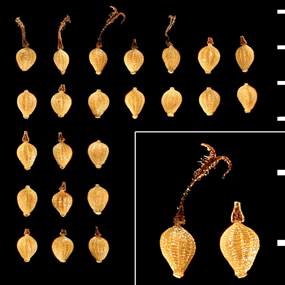 fimbristylis bisumbellata (forssk.) bubani