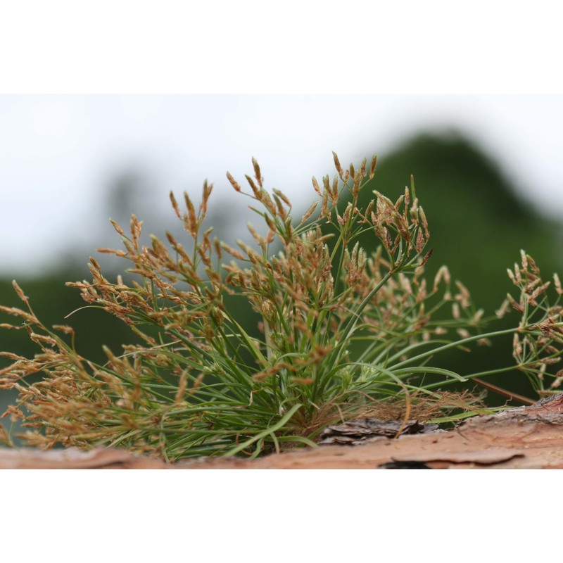 fimbristylis bisumbellata (forssk.) bubani