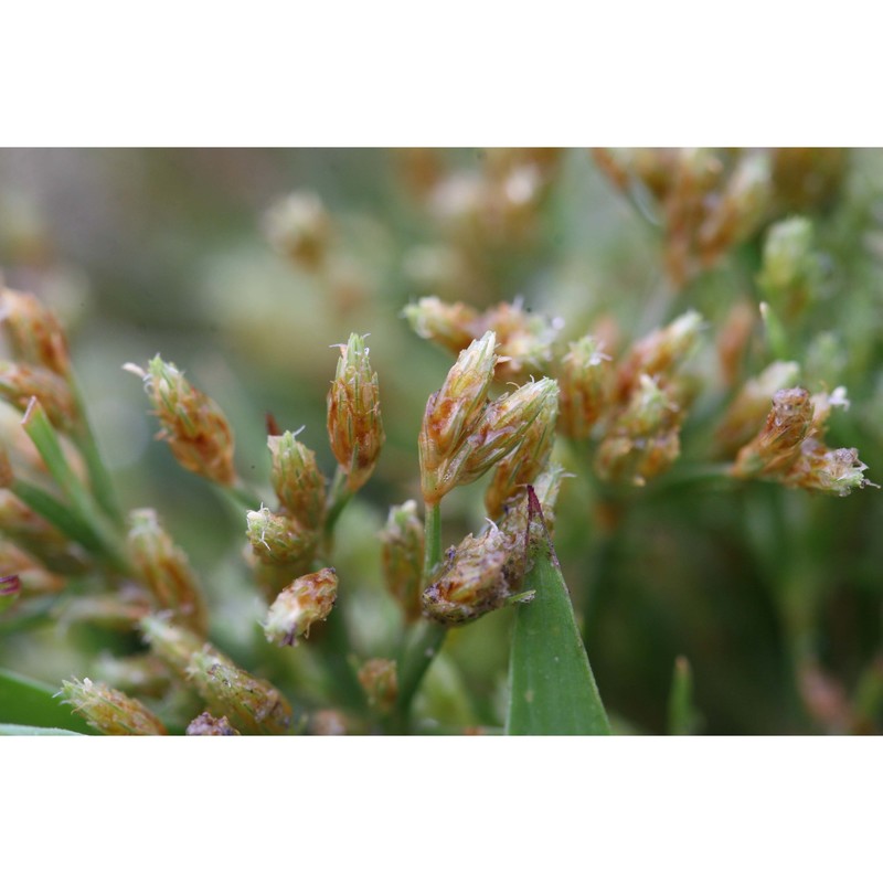 fimbristylis bisumbellata (forssk.) bubani