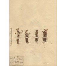 fimbristylis cioniana pi. savi