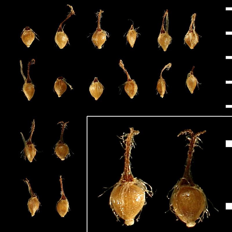 fimbristylis squarrosa vahl