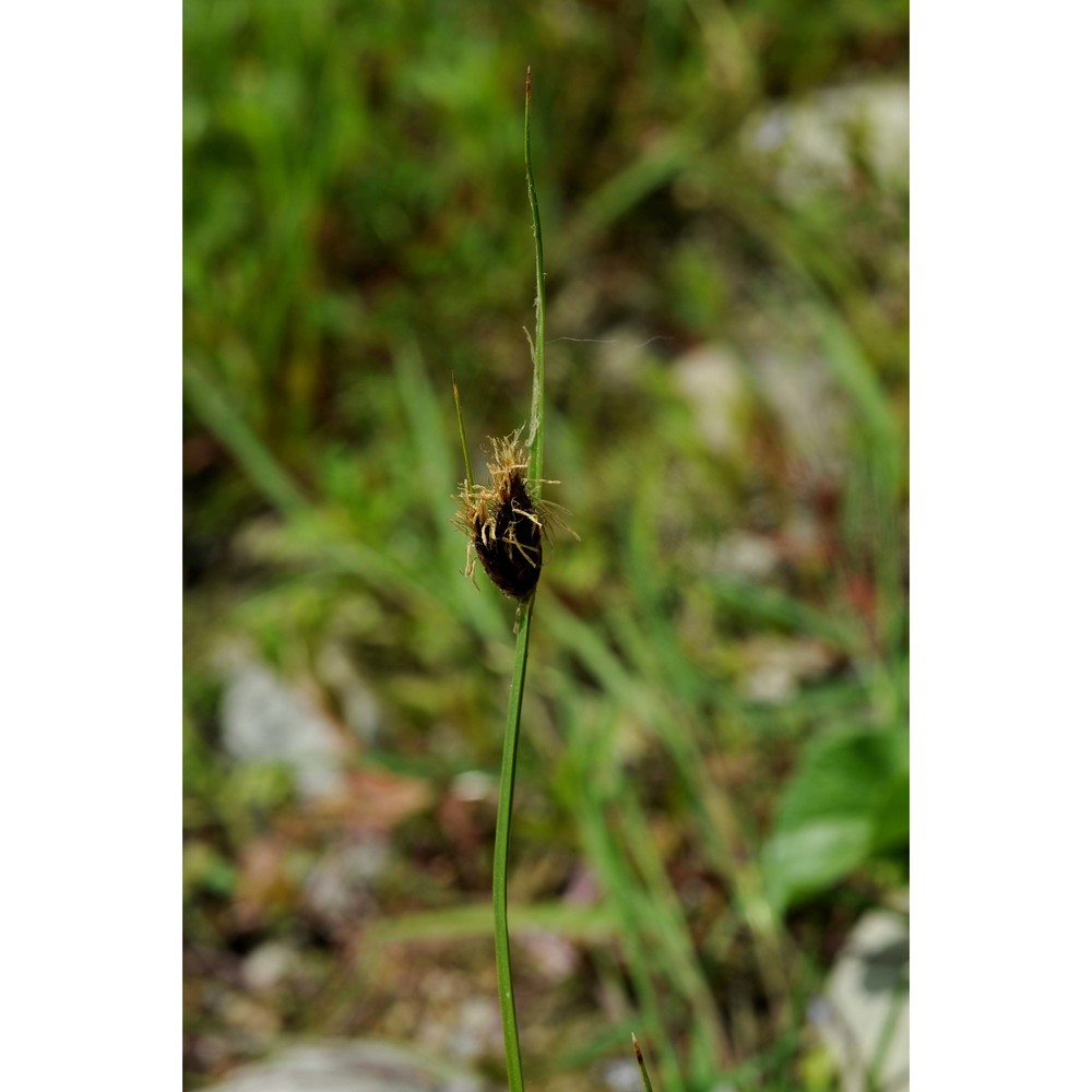 fuirena pubescens (poir.) kunth