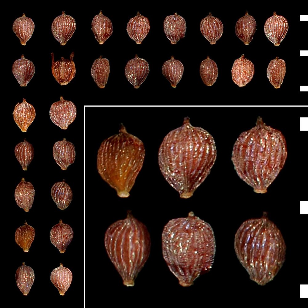 isolepis setacea (l.) r. br.