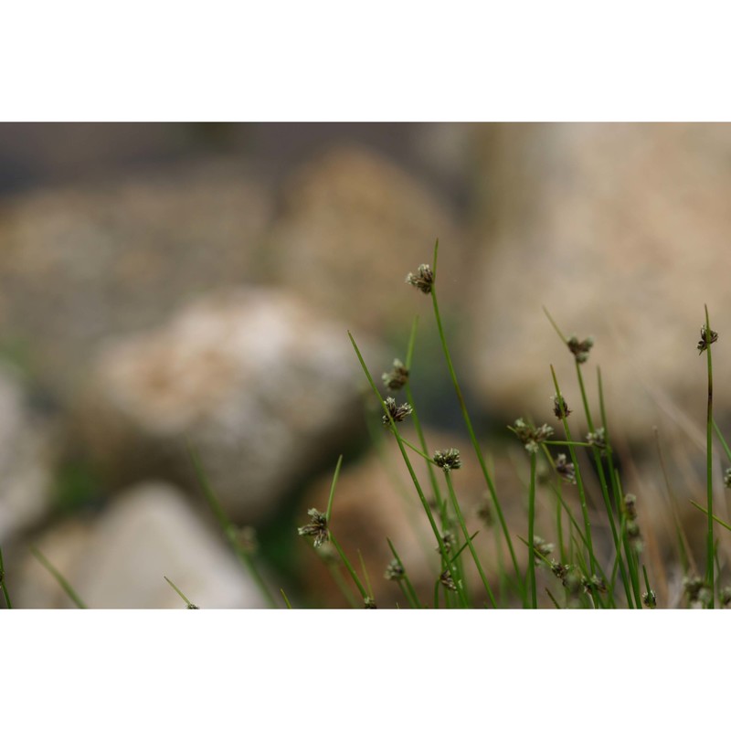 isolepis setacea (l.) r. br.