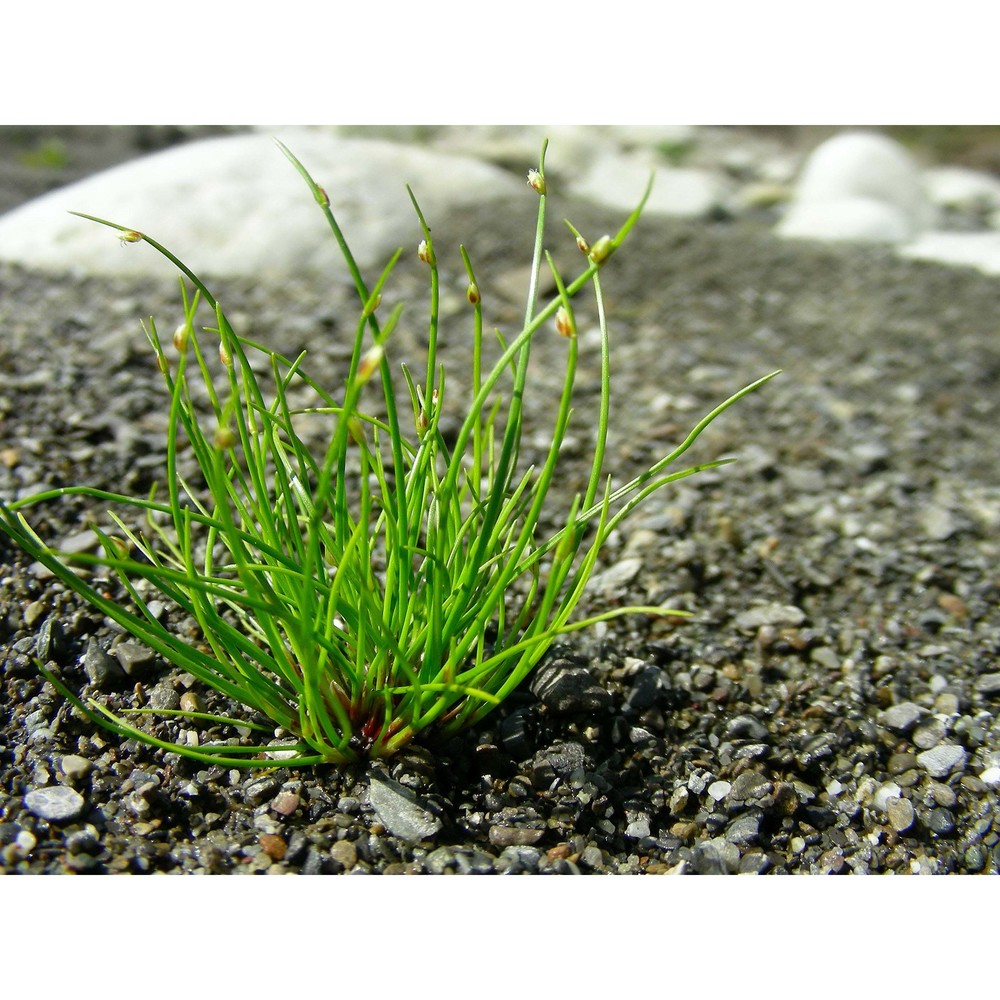 isolepis setacea (l.) r. br.