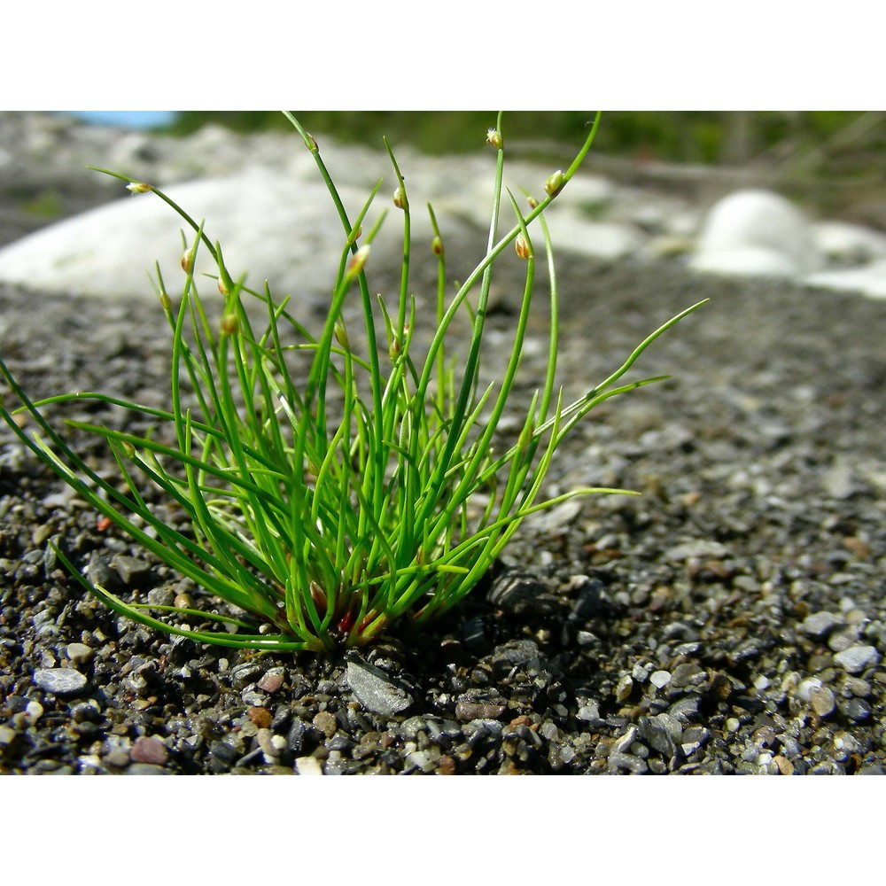 isolepis setacea (l.) r. br.