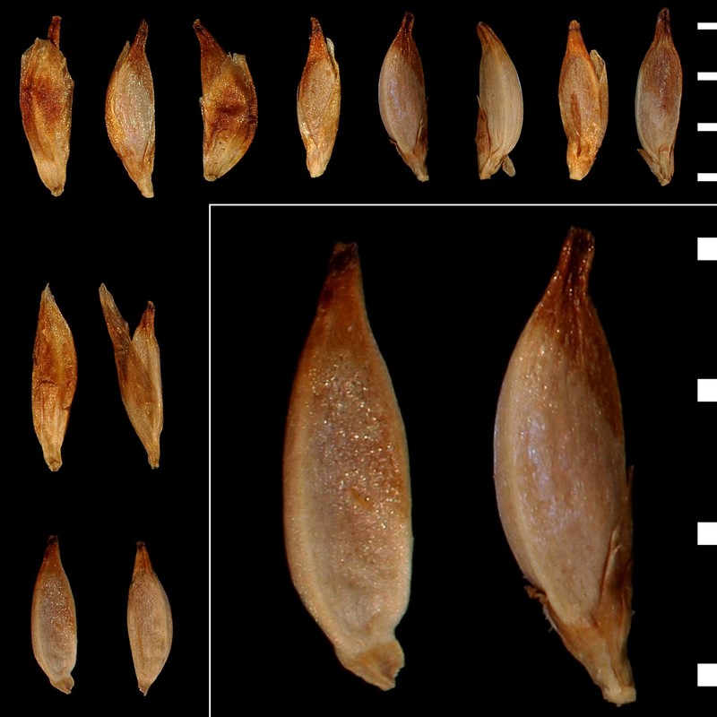 kobresia simpliciuscula (wahlenb.) mack.