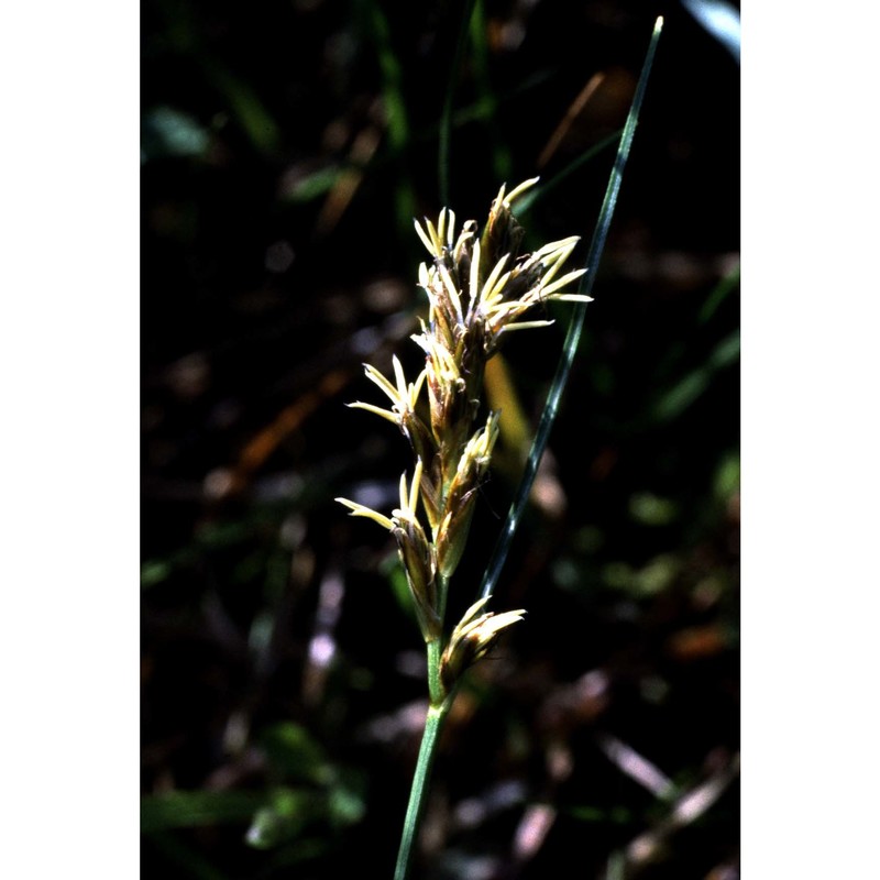 kobresia simpliciuscula (wahlenb.) mack.