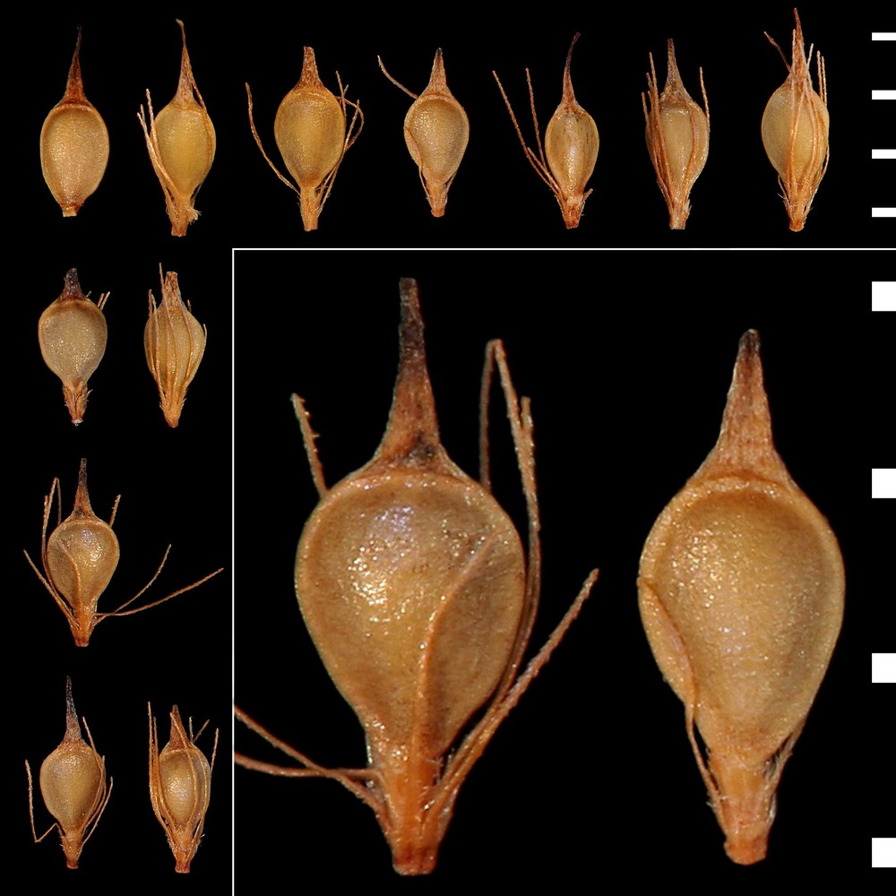 rhynchospora alba (l.) vahl