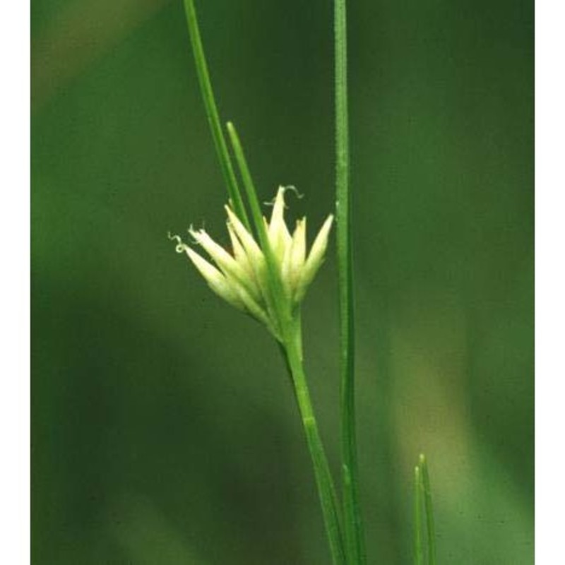 rhynchospora alba (l.) vahl