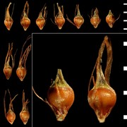 rhynchospora fusca (l.) w. t. aiton