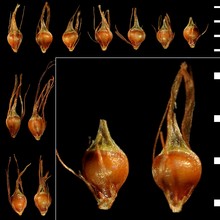 rhynchospora fusca (l.) w. t. aiton