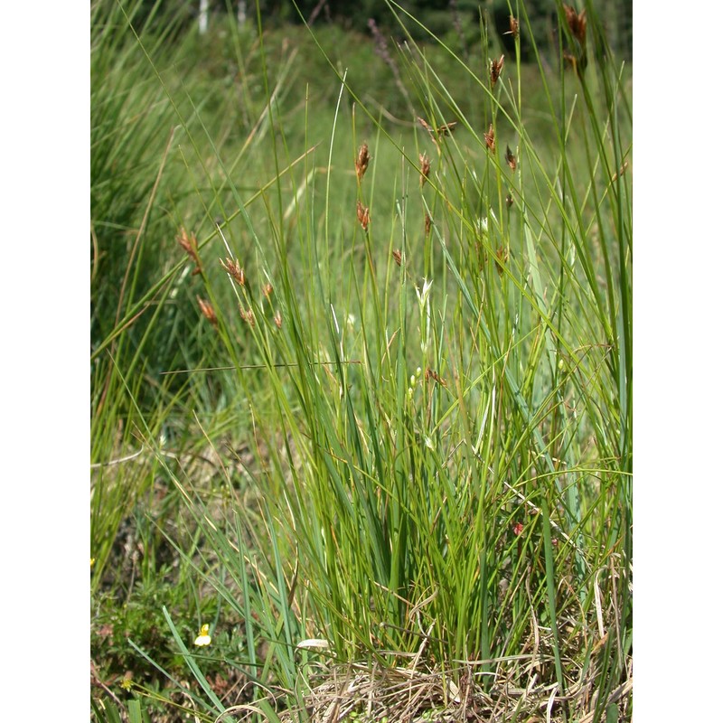 rhynchospora fusca (l.) w. t. aiton