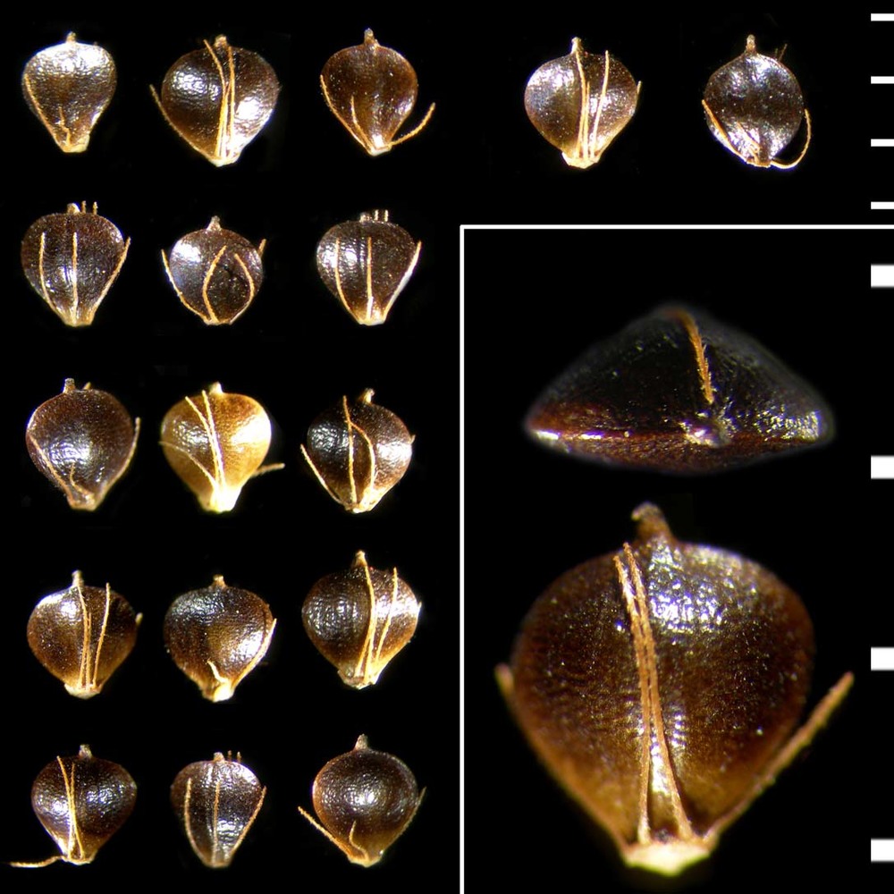 schoenoplectus juncoides (roxb.) palla