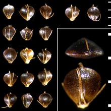 schoenoplectus juncoides (roxb.) palla