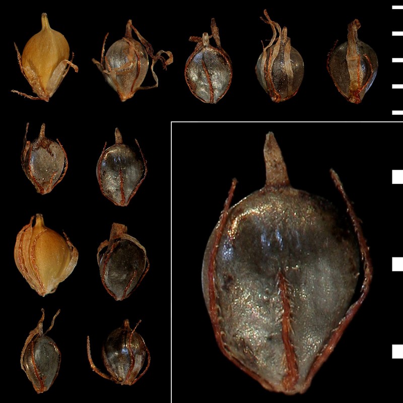 schoenoplectus lacustris (l.) palla