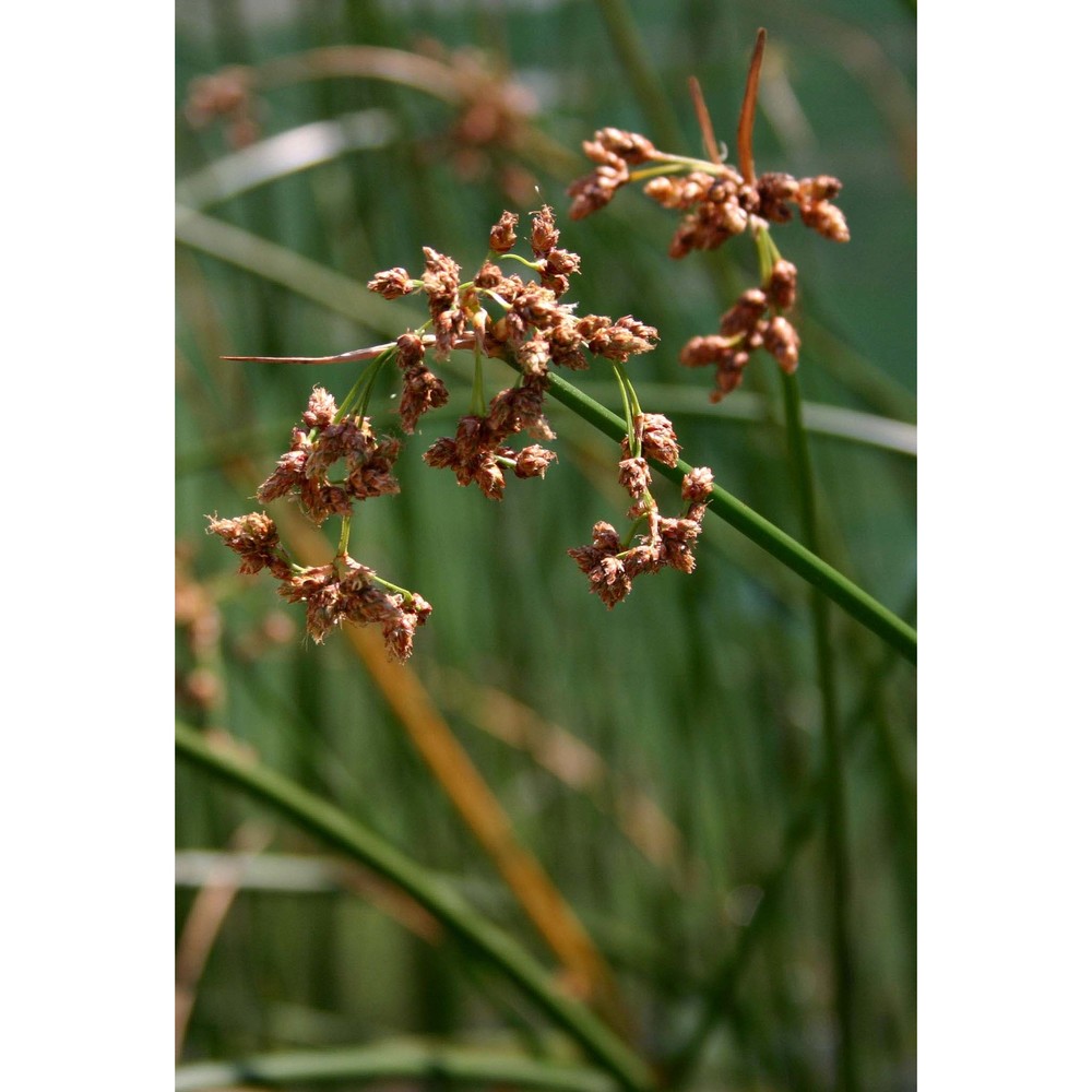 schoenoplectus lacustris (l.) palla