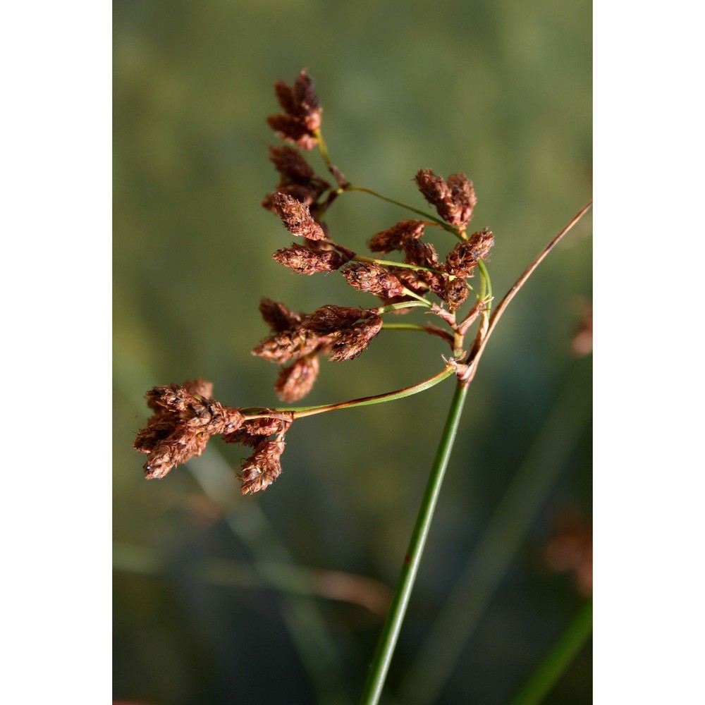 schoenoplectus lacustris (l.) palla