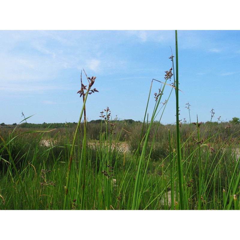 schoenoplectus litoralis (schrad.) palla