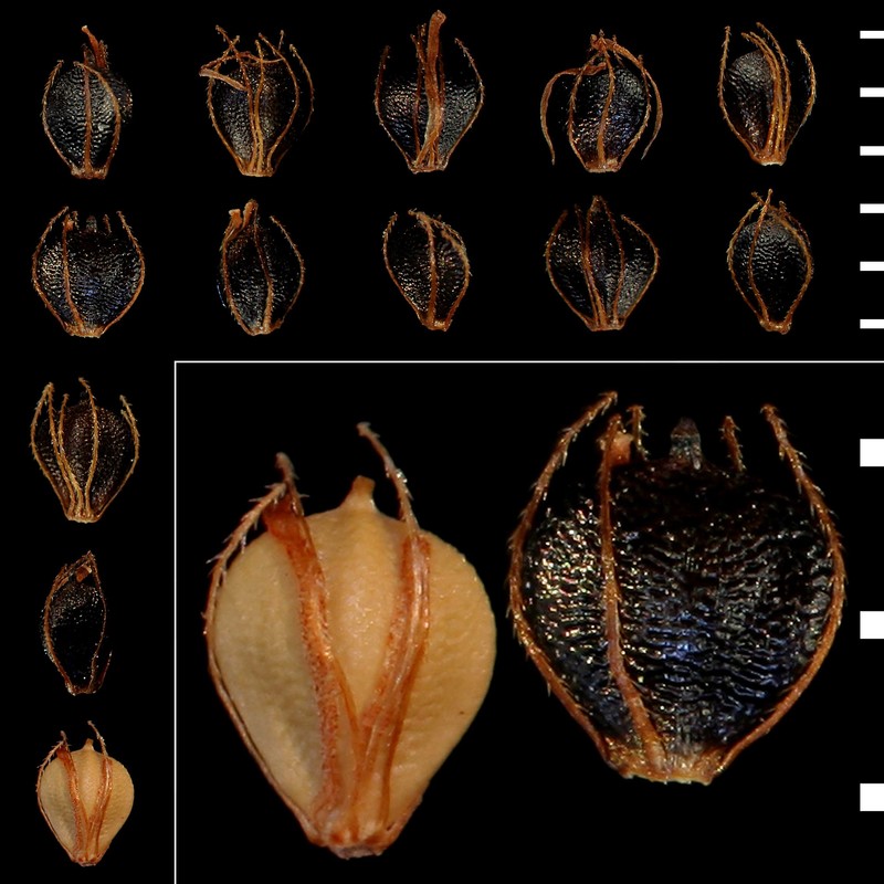 schoenoplectus mucronatus (l.) palla