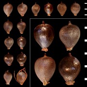 schoenoplectus tabernaemontani (c. c. gmel.) palla