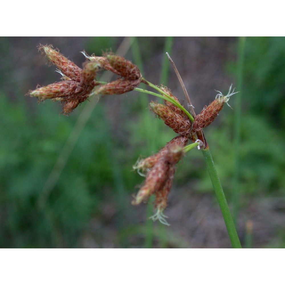 schoenoplectus tabernaemontani (c. c. gmel.) palla