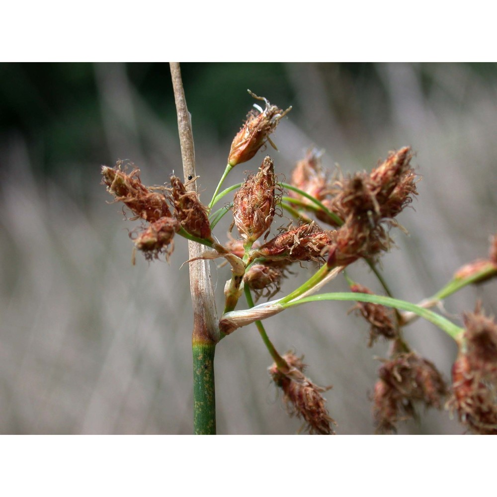 schoenoplectus tabernaemontani (c. c. gmel.) palla