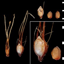 schoenus ferrugineus l.