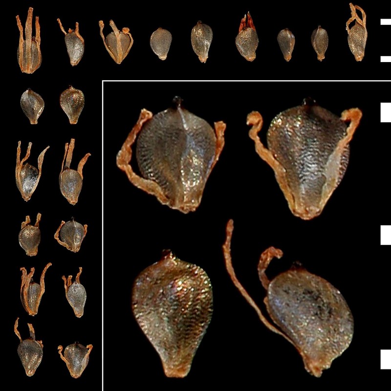 scirpoides holoschoenus (l.) soják