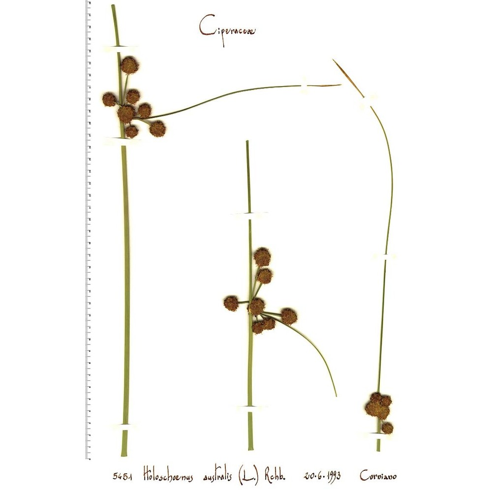 scirpoides holoschoenus (l.) soják