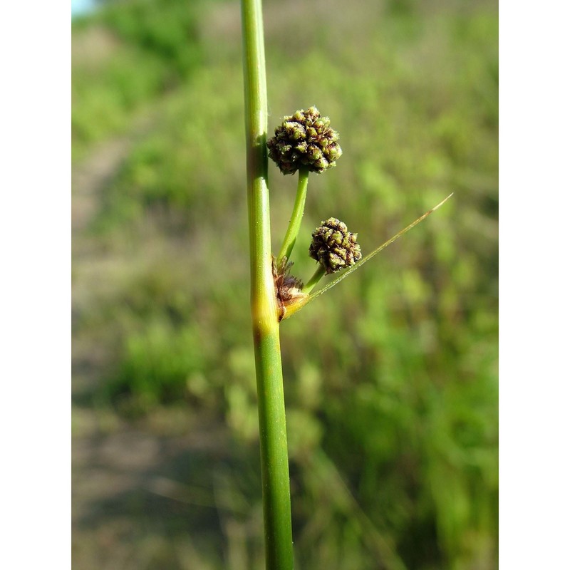 scirpoides holoschoenus (l.) soják