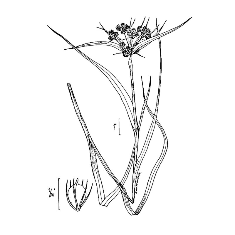 scirpus atrovirens willd.